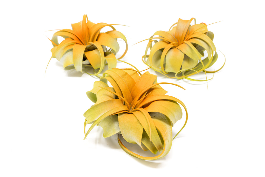 dual tones color enhanced mini tillandsia xerographica air plant with orange center and yellow boarder