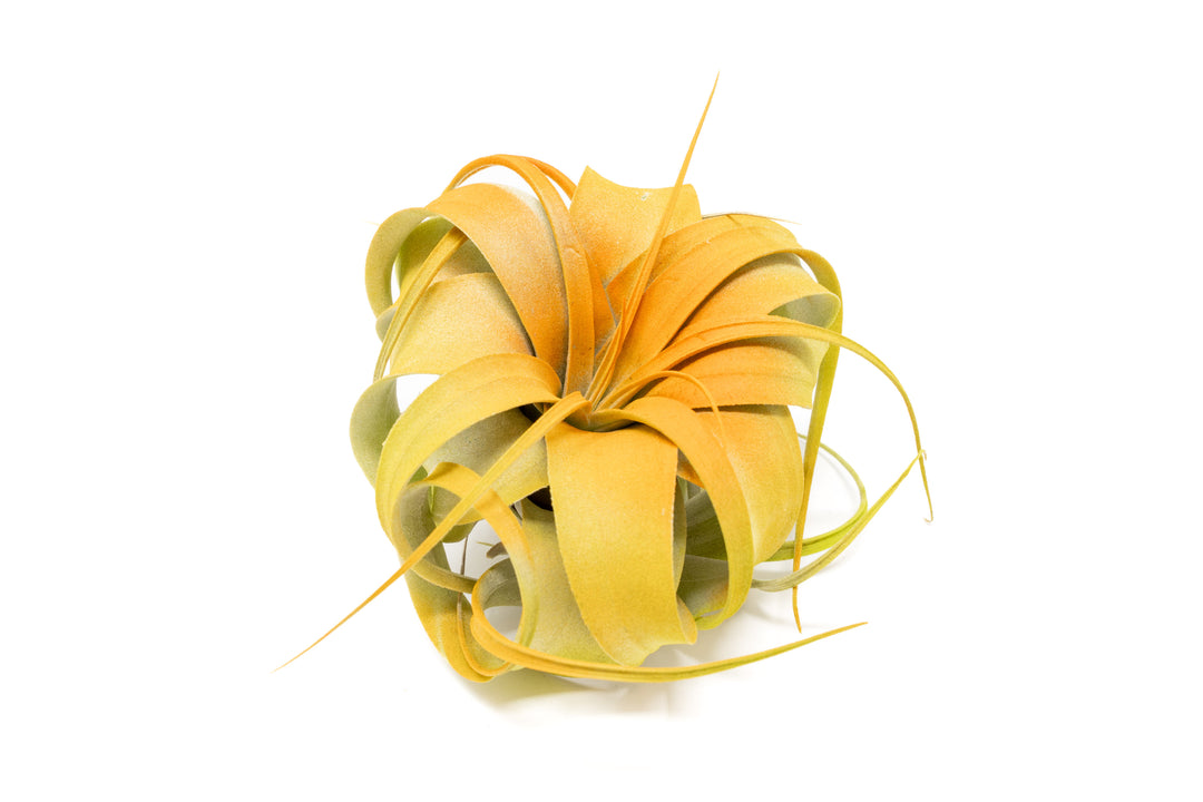 dual tones color enhanced mini tillandsia xerographica air plant with orange center and yellow boarder