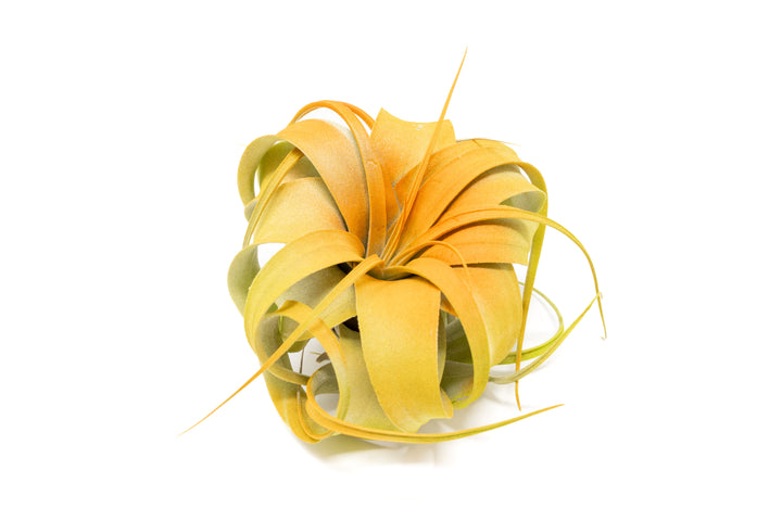 dual tones color enhanced mini tillandsia xerographica air plant with orange center and yellow boarder