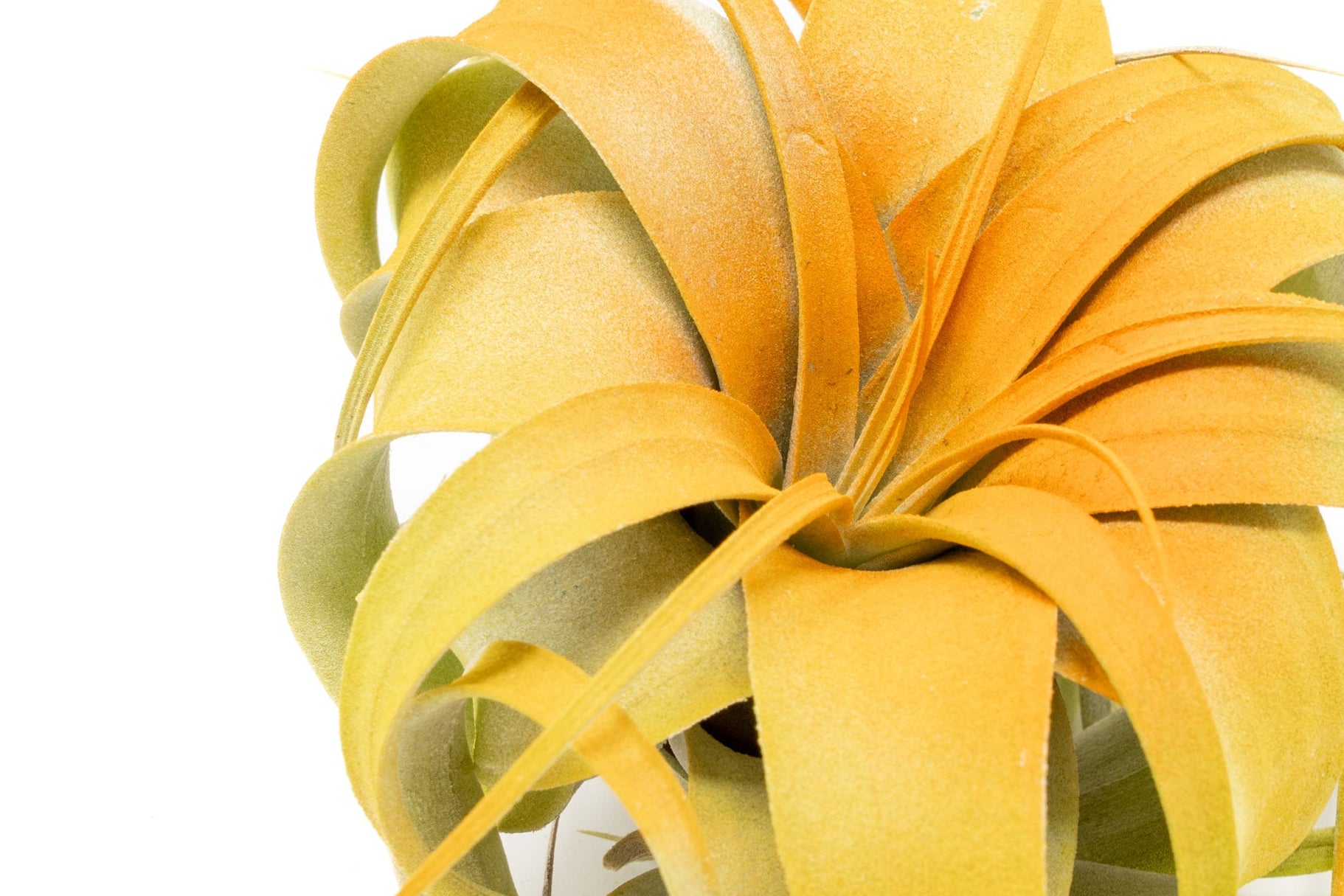 Tillandsia Ionantha – Air Plant Supply Co.