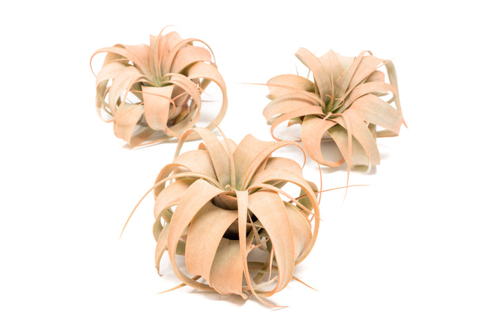 three color enhanced coral mini tillandsia xerographica air plants