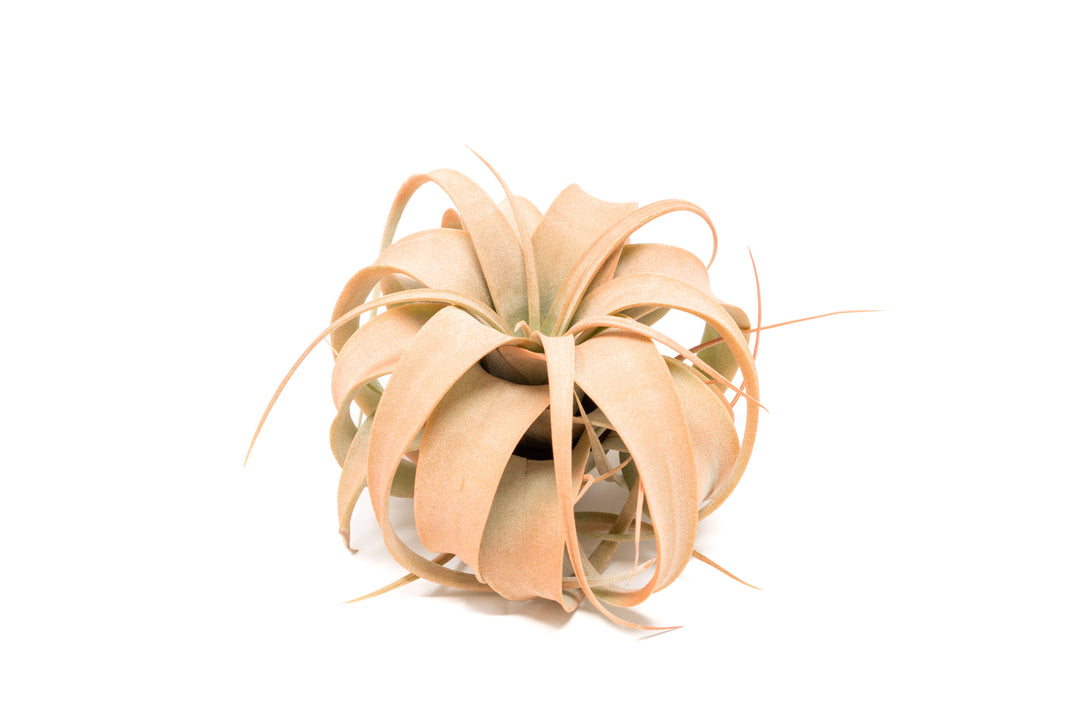color enhanced coral mini tillandsia xerographica air plant
