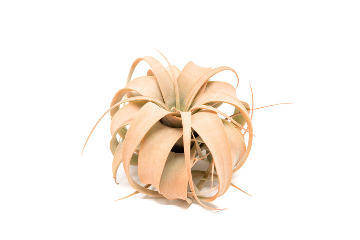color enhanced coral mini tillandsia xerographica air plant