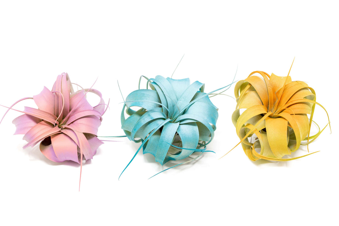 pink, blue and yellow color enhanced tillandsia xerographica air plants
