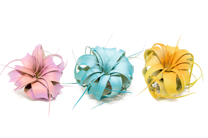 pink, blue and yellow color enhanced tillandsia xerographica air plants