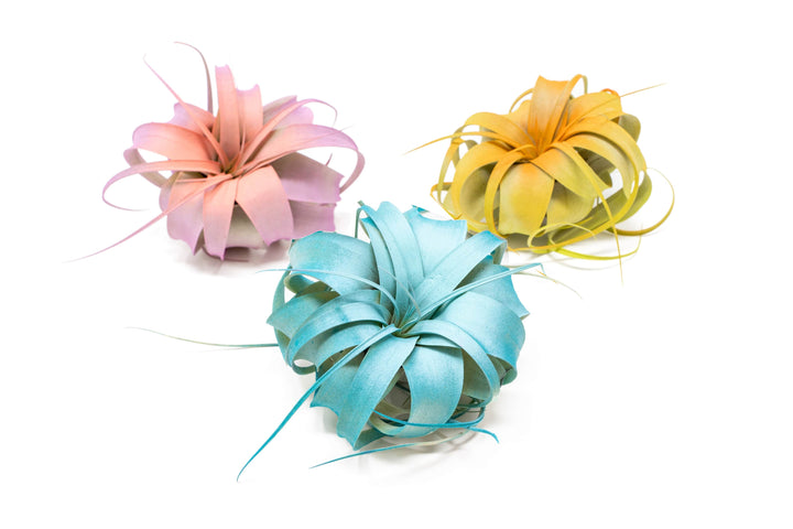 pink, blue and yellow color enhanced tillandsia xerographica air plants