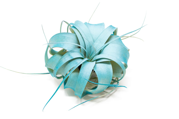 dual tones color enhanced mini tillandsia xerographica air plant with teal center and blue boarder
