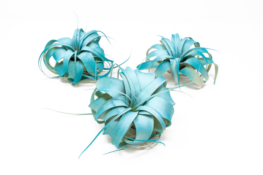 dual tones color enhanced mini tillandsia xerographica air plant with teal center and blue boarder