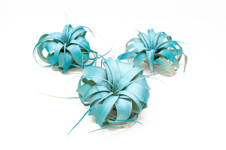 dual tones color enhanced mini tillandsia xerographica air plant with teal center and blue boarder