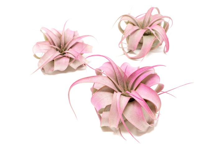 three pink color enhanced mini tillandsia xerographica air plants