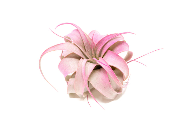 pink color enhanced mini tillandsia xerographica air plant