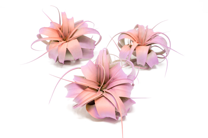 three dual tones color enhanced mini tillandsia xerographica air plants with pink center and purple boarder