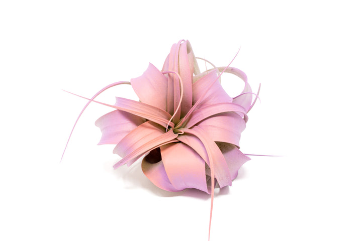 dual tones color enhanced mini tillandsia xerographica air plant with pink center and purple boarder