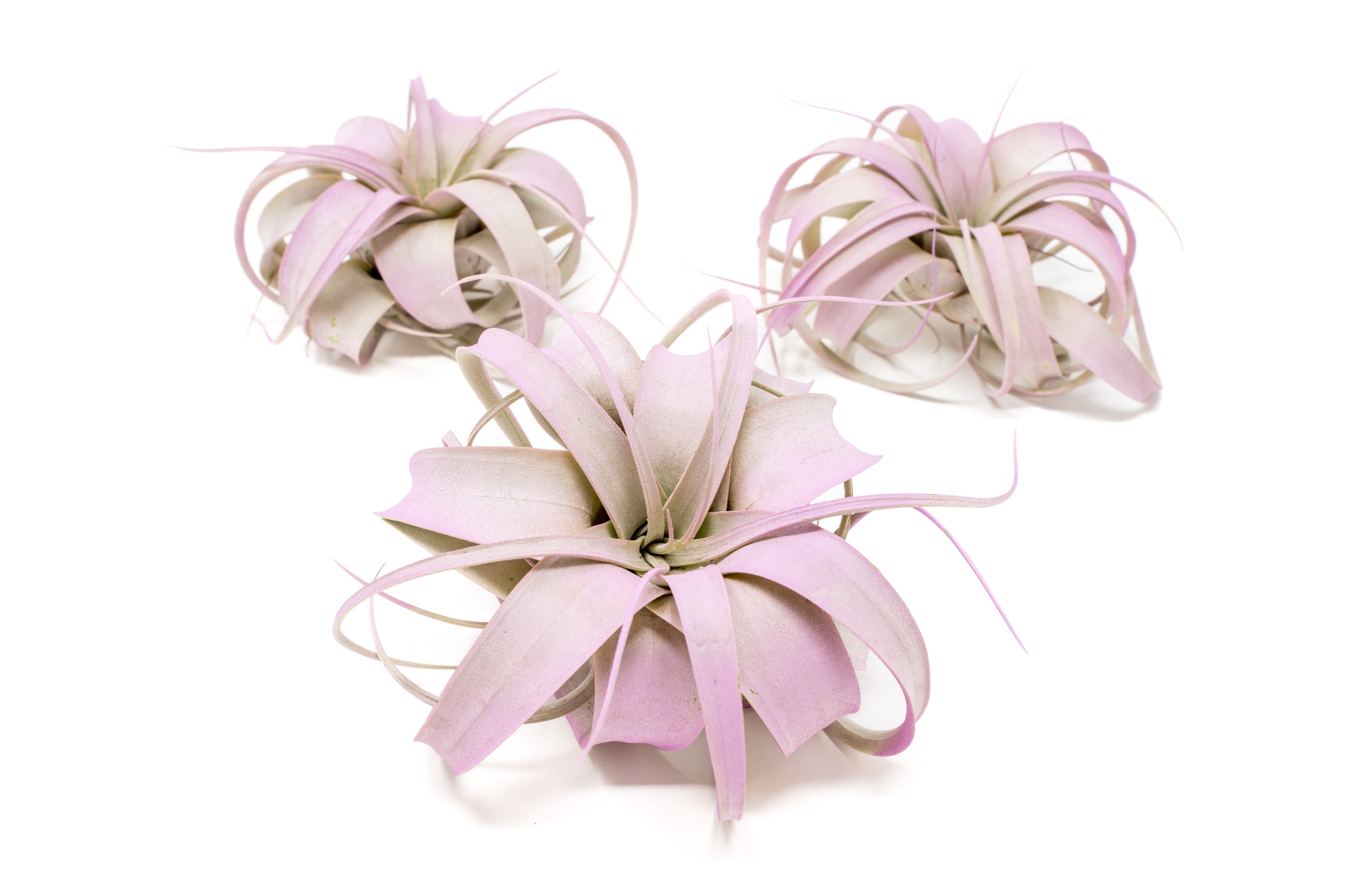 Lavender Enhanced, Colored, Painted & Dyed Tillandsia Air Plants