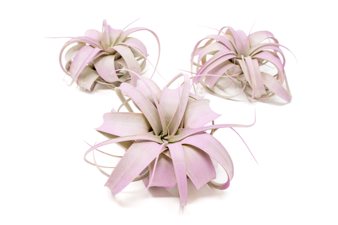 three color enhanced lavender mini tillandsia xerographica air plants