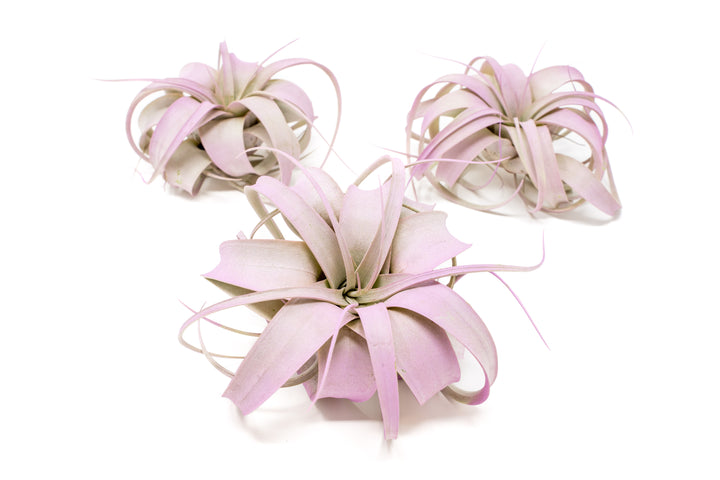 three color enhanced lavender mini tillandsia xerographica air plants