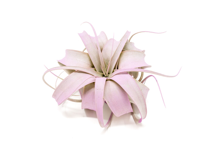 color enhanced lavender mini tillandsia xerographica air plant