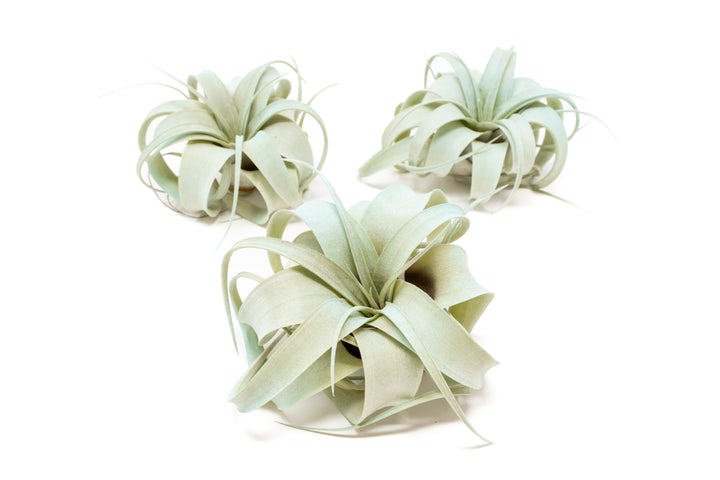 three blue color enhanced mini tillandsia xerographica air plants