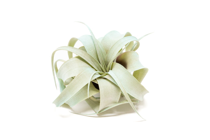 light blue color enhanced mini tillandsia xerographica air plant