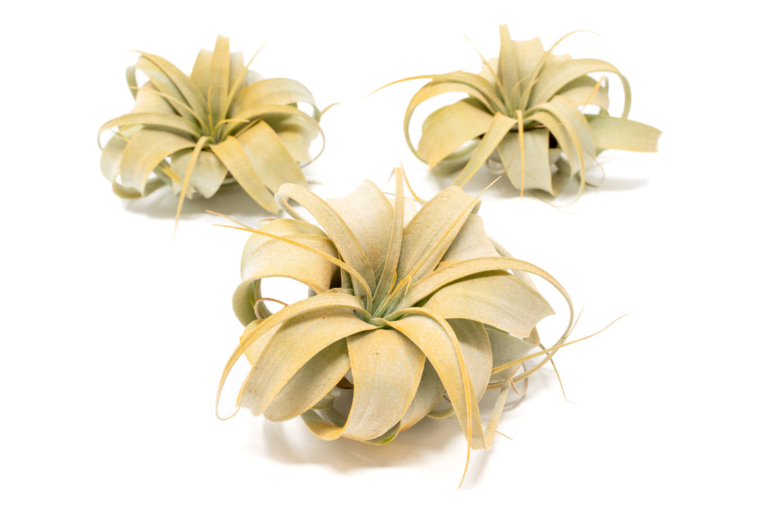 three orange color enhanced mini tillandsia xerographica air plants