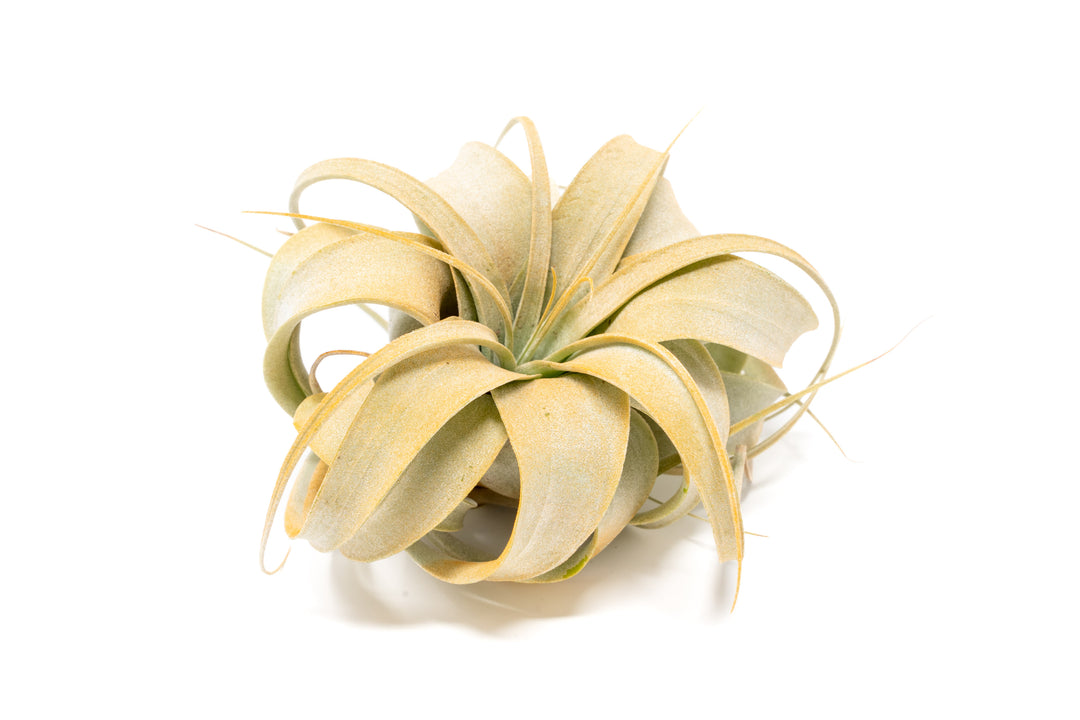 color enhanced orange mini tillandsia xerographica air plant