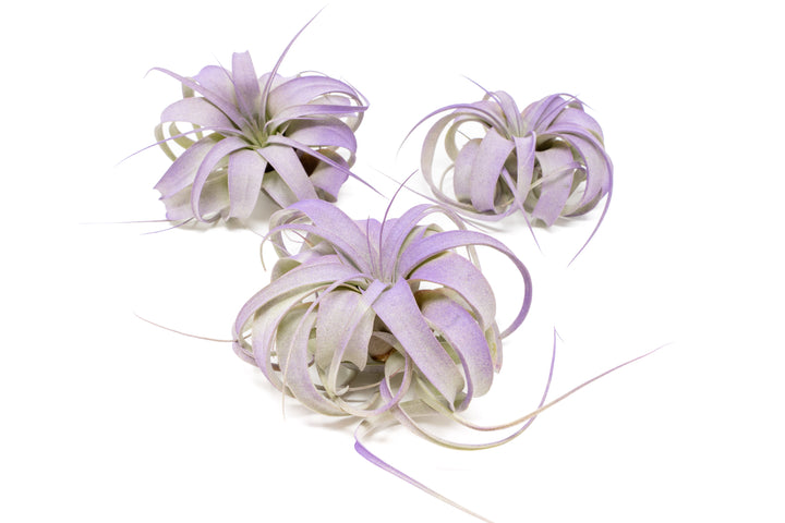 three purple color enhanced mini tillandsia xerographica air plants