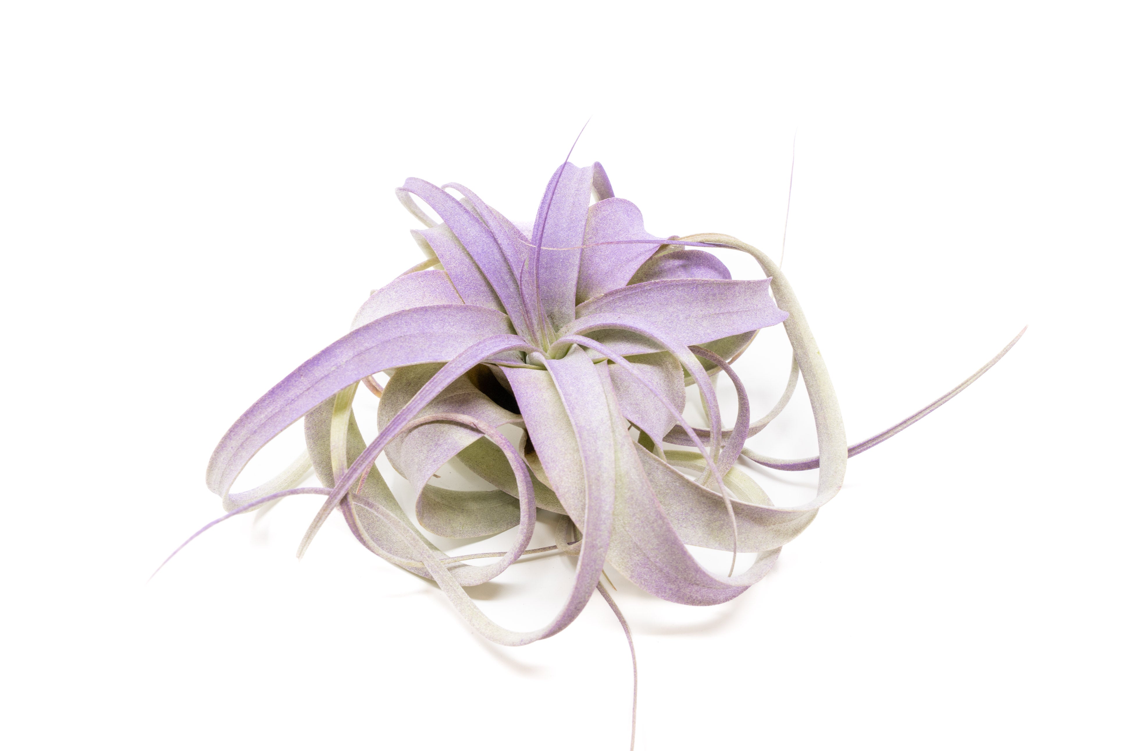 Enhanced_Colored_Tillandsia_Ai