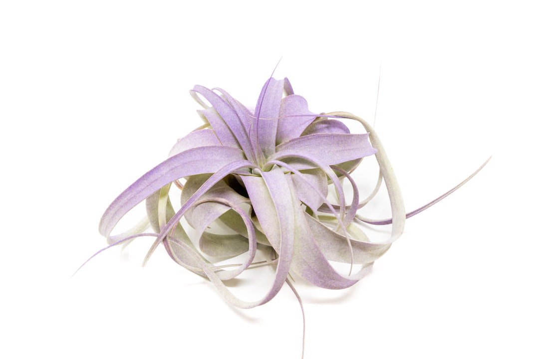 purple color enhanced mini tillandsia xerographica air plant