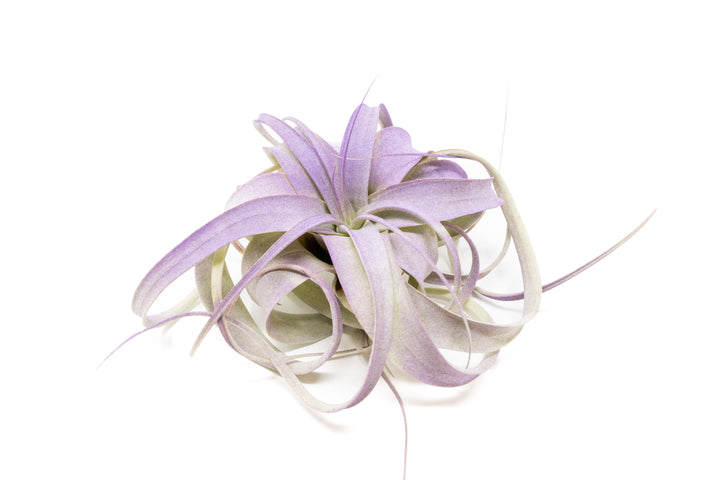 purple color enhanced mini tillandsia xerographica air plant