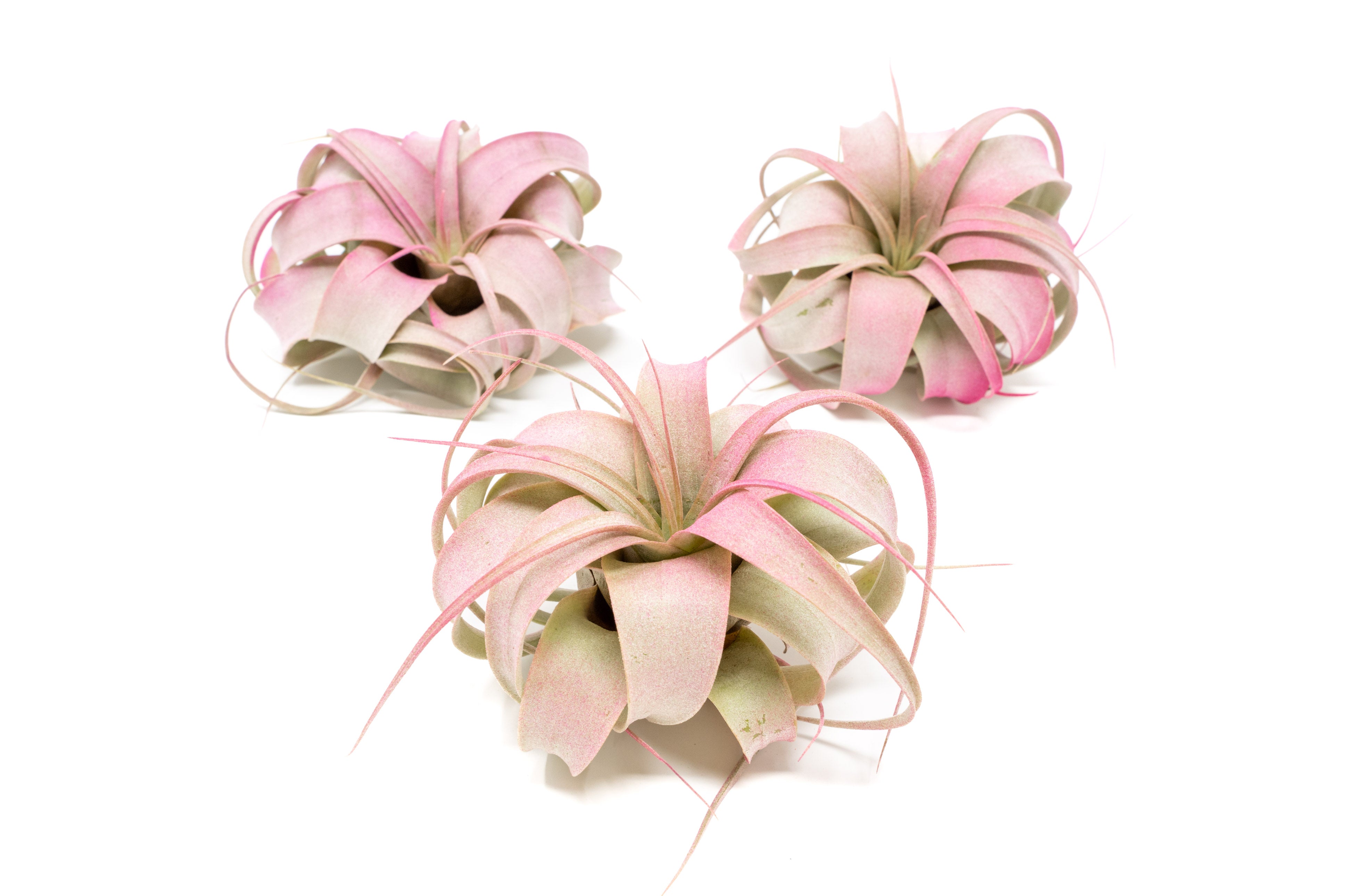 Enhanced_Colored_Tillandsia_Ai