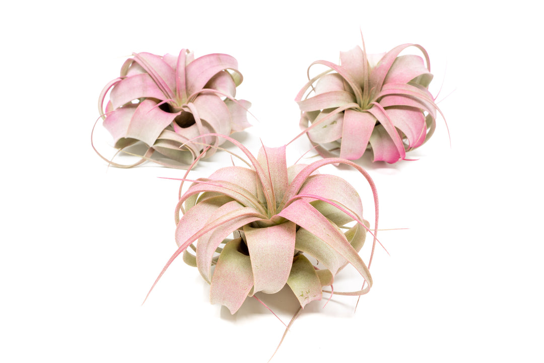 three pink color enhanced mini tillandsia xerographica air plants