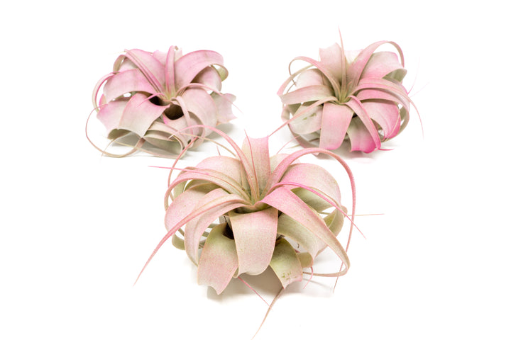 three pink color enhanced mini tillandsia xerographica air plants