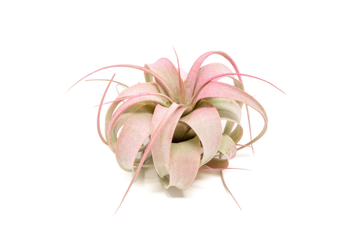 pink color enhanced mini tillandsia xerographica air plant
