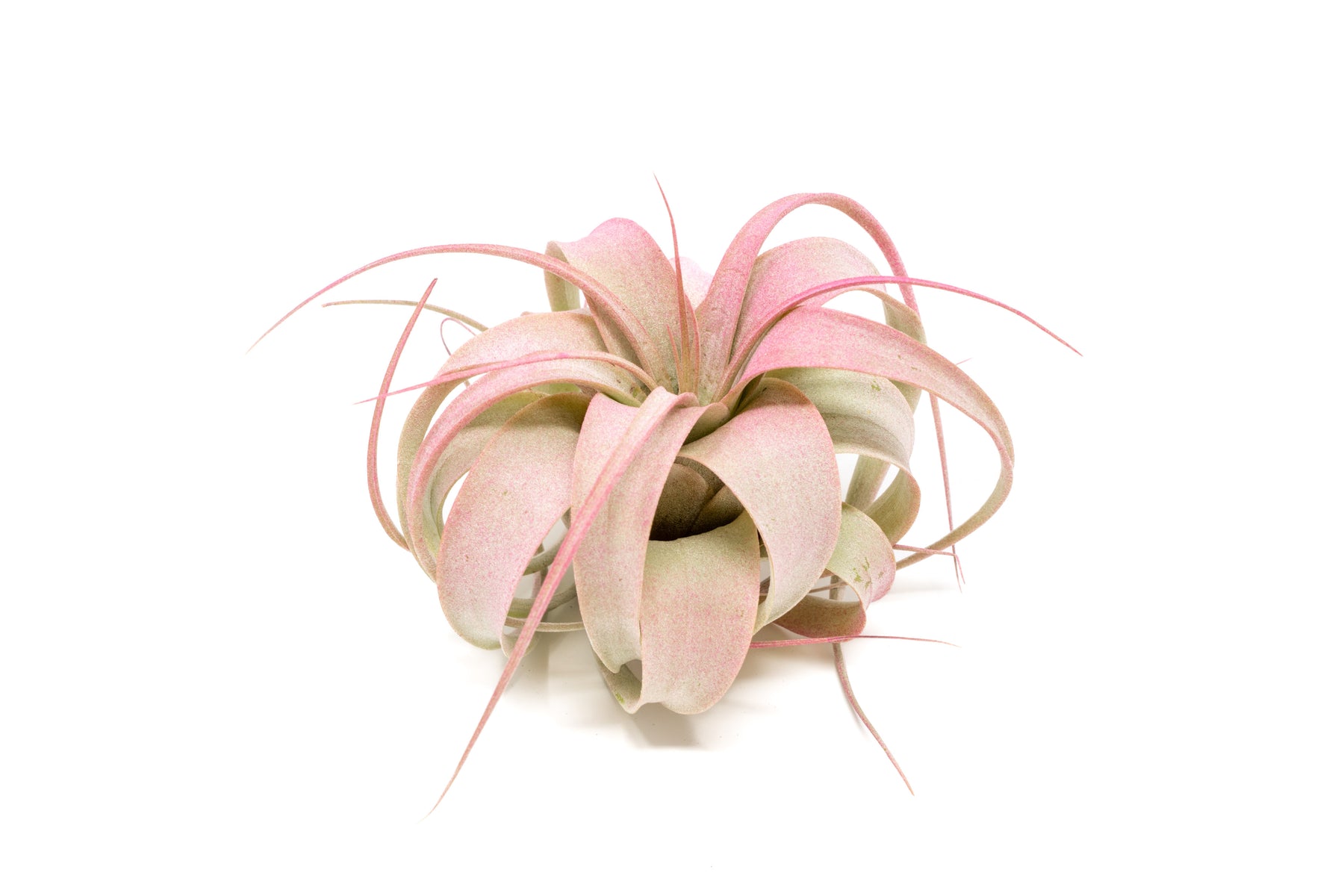 Raspberry Pink Enhanced, Colored Tillandsia Air Plants – Air Plant