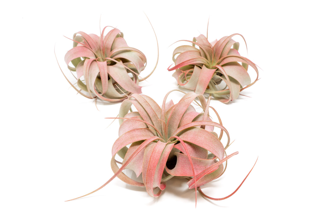 three red color enhanced mini tillandsia xerographica air plants