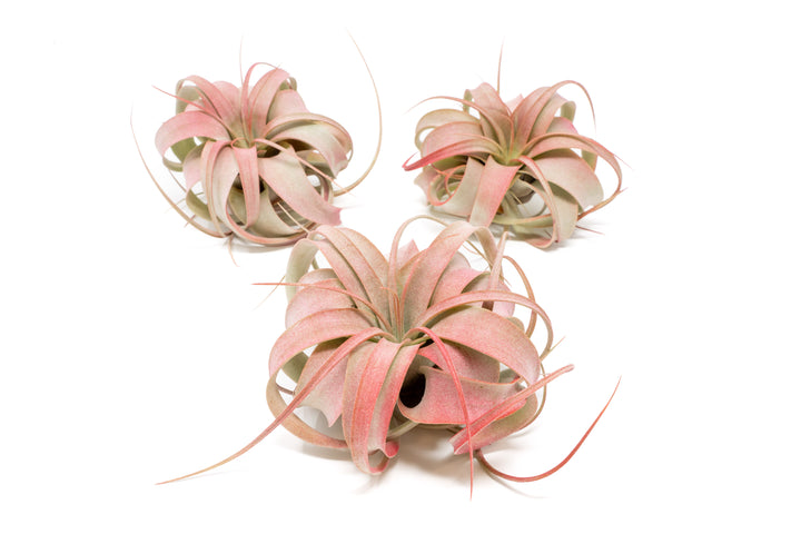 three red color enhanced mini tillandsia xerographica air plants