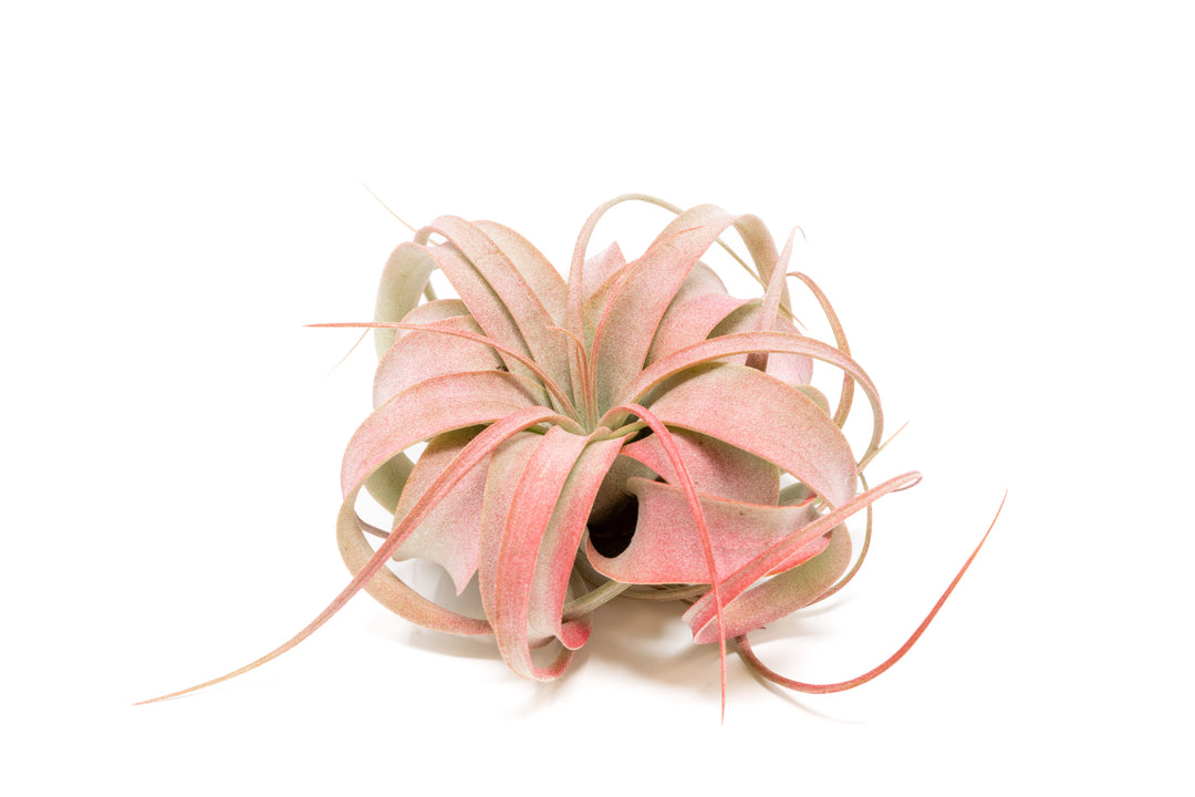red color enhanced mini tillandsia xerographica air plant