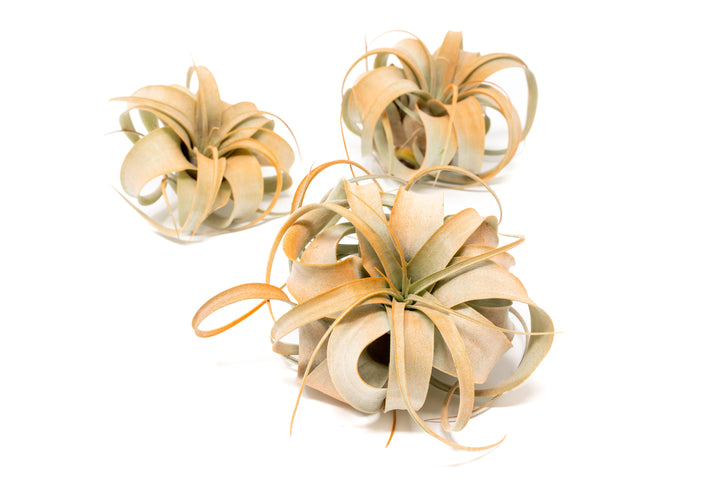 three orange color enhanced mini tillandsia xerographica air plants