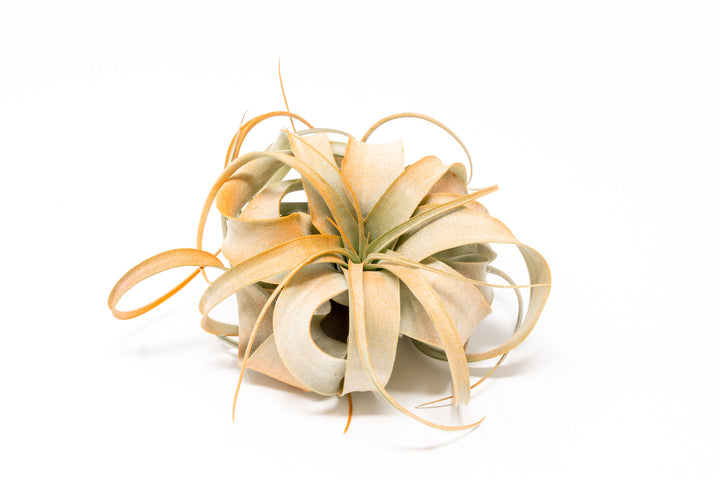 orange color enhanced mini tillandsia xerographica air plant