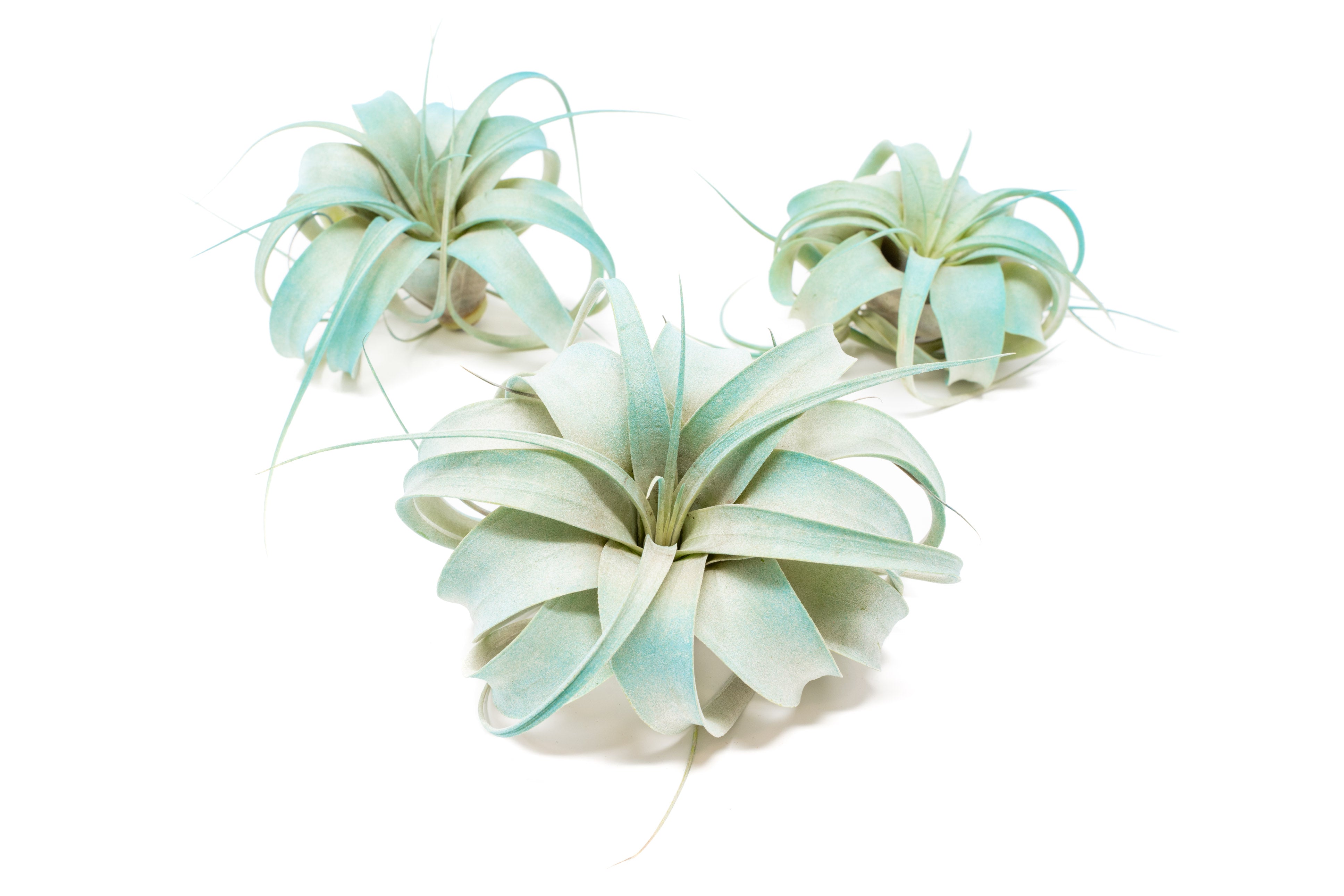 Wholesale - Color Enhanced Tillandsia Xerographica 50 Plant