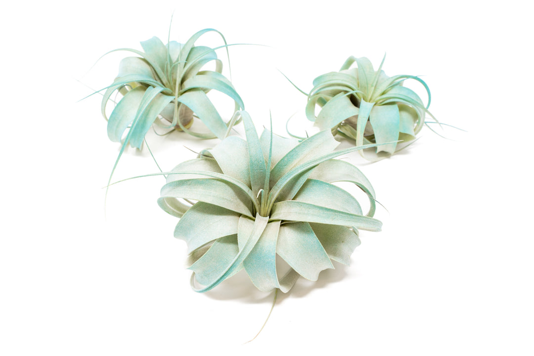 three teal color enhanced mini tillandsia xerograpihca air plants
