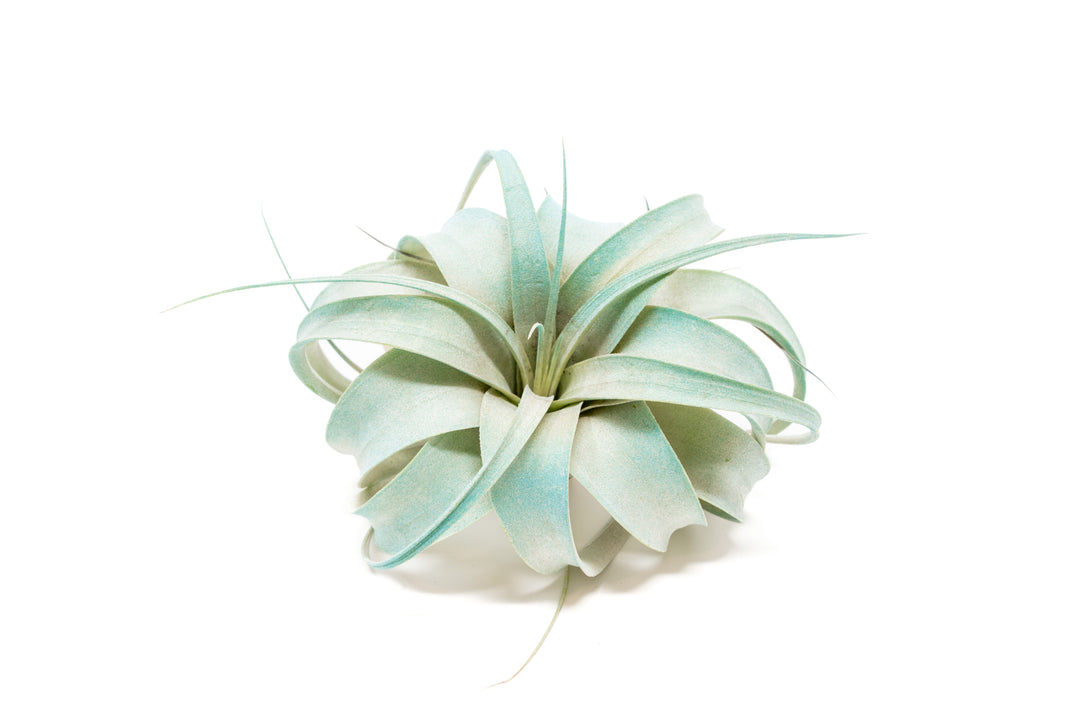 teal color enhanced mini tillandsia xerographica air plant