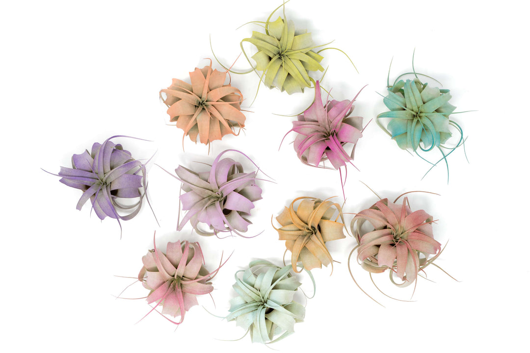The Pride Collection of Color Enhanced Tillandsia Air Plants