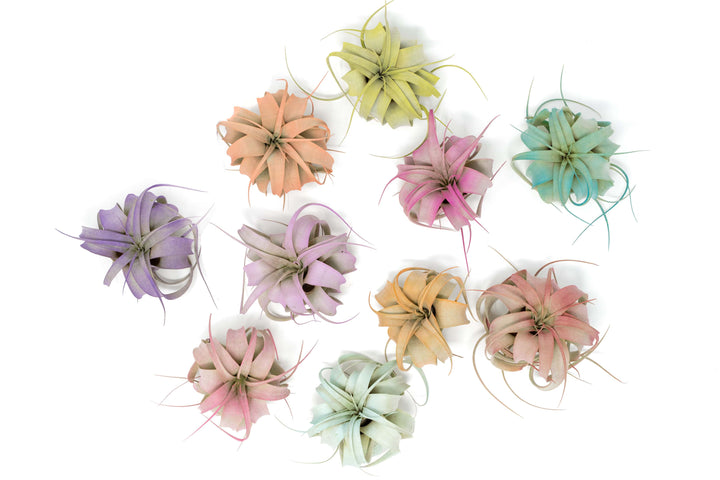 The Pride Collection of Color Enhanced Tillandsia Air Plants