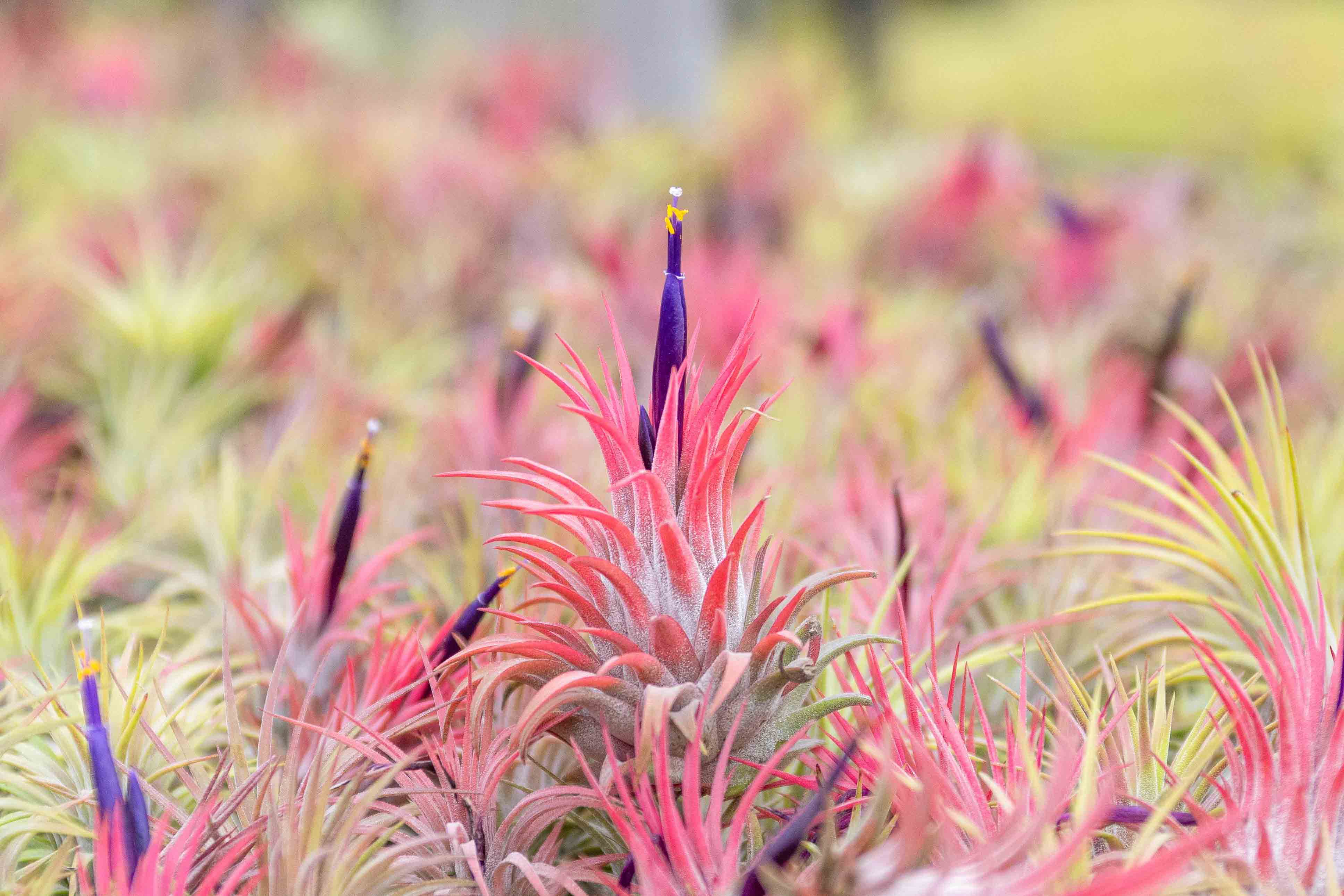 Tillandsia Ionantha Guatemala Air Plants