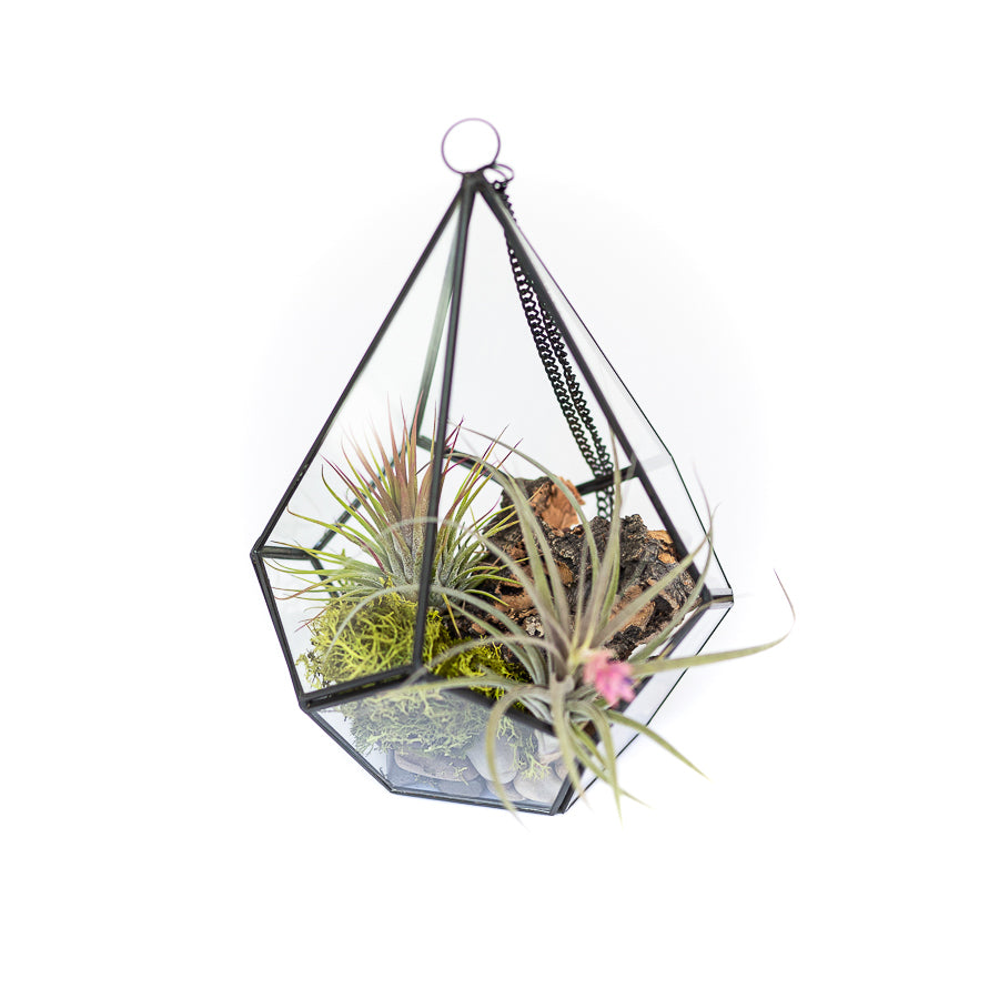 glass air plant hangers Glass Diamond Terrarium