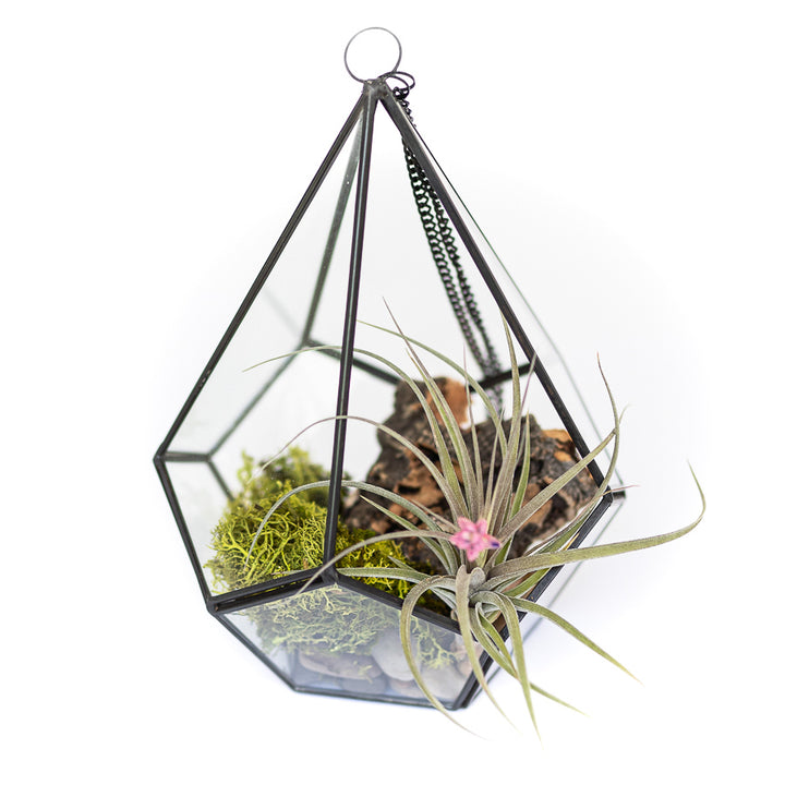 Wholesale - Case Pricing with Free Shipping / Glass Diamond Terrarium (12 per Case)