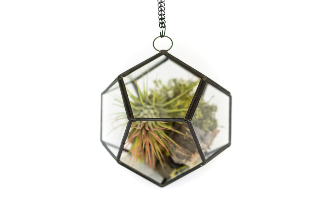 Wholesale - Case Pricing with Free Shipping / Pentagon Terrarium (12 per Case)