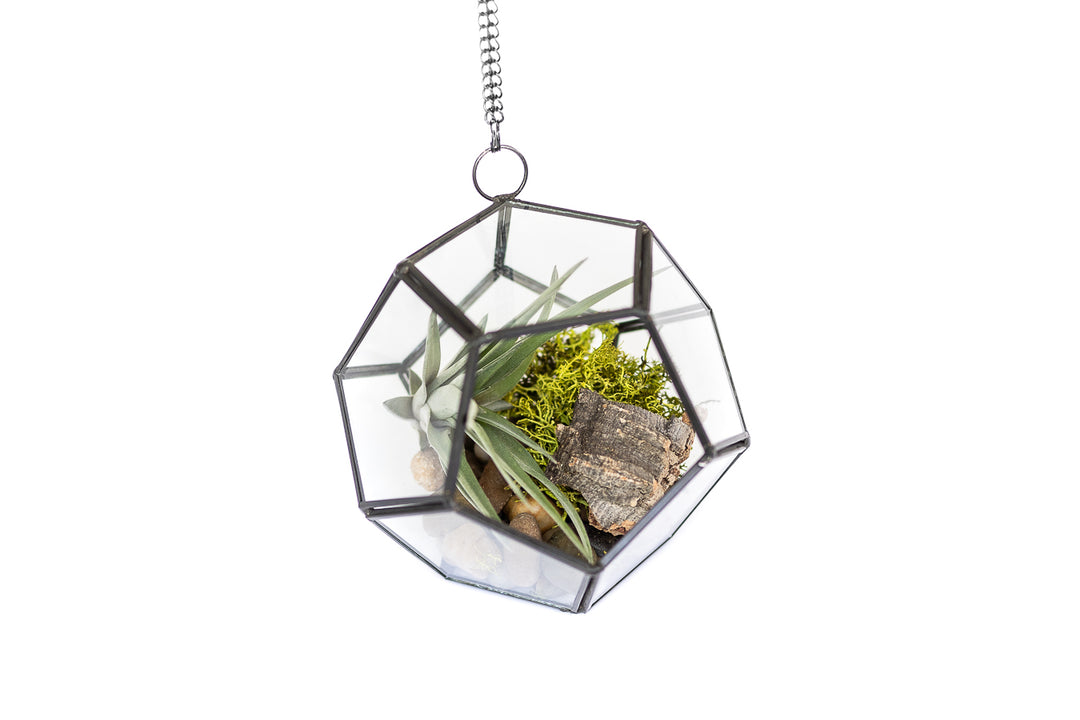 Wholesale - Case Pricing with Free Shipping / Pentagon Terrarium (12 per Case)