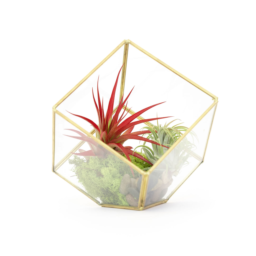 pinterest air plant Heptahedron Geometric Glass Terrarium with Tillandsia Red Abdita and Ionantha Air Plants